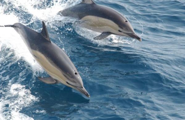 Νεκρά δελφίνια στο Αιγαίο μετά τις ασκήσεις του τουρκικού πολεμικού ναυτικού