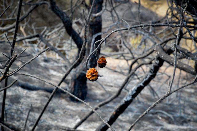 Συγκλονιστικές εικόνες: «Κρανίου τόπος» το δάσος της Στροφυλιάς λίγες μέρες μετά την πυρκαγιά