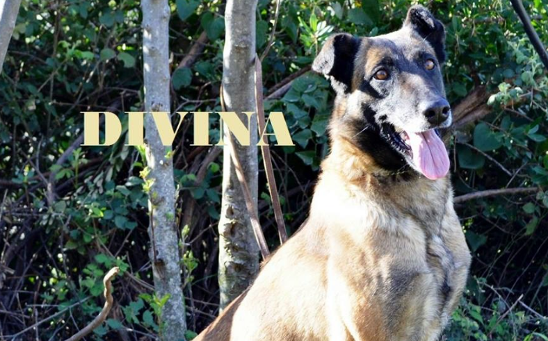 «Παρουσιάστε αρμ» : Συγκίνηση για την αποστρατεία της σκυλίτσας της Δίωξης Ναρκωτικών Divina