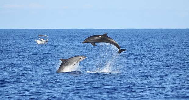 Φάλαινες κολυμπούν και παίζουν μαζί με δελφίνια