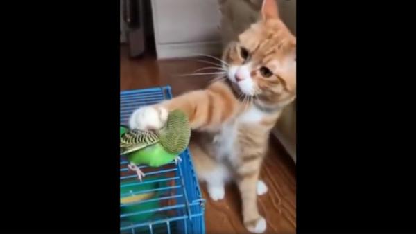 Το τρυφερό χάδι της γάτας στο παπαγαλάκι