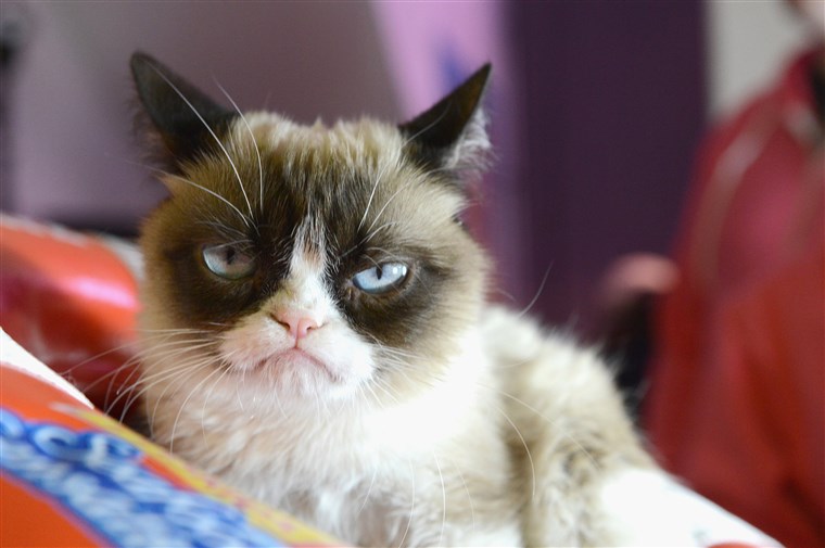 Grumpy Cat: Θρήνος στο Ίντερνετ για τη γάτα-θρύλο