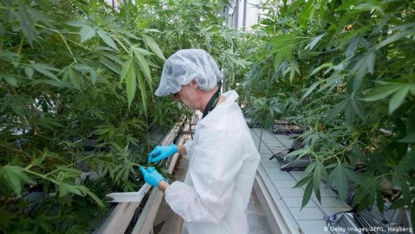 Διαδικασίες νομιμοποίησης της κάνναβης στο Λουξεμβούργο