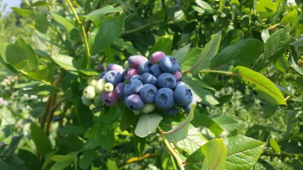 Μύρτιλα κατά των καρδιαγγειακών παθήσεων