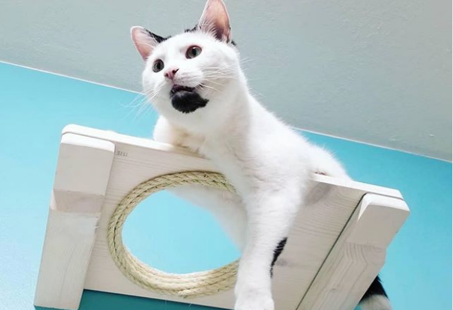 Ένας «παιδότοπος» ειδικά σχεδιασμένος για γάτες