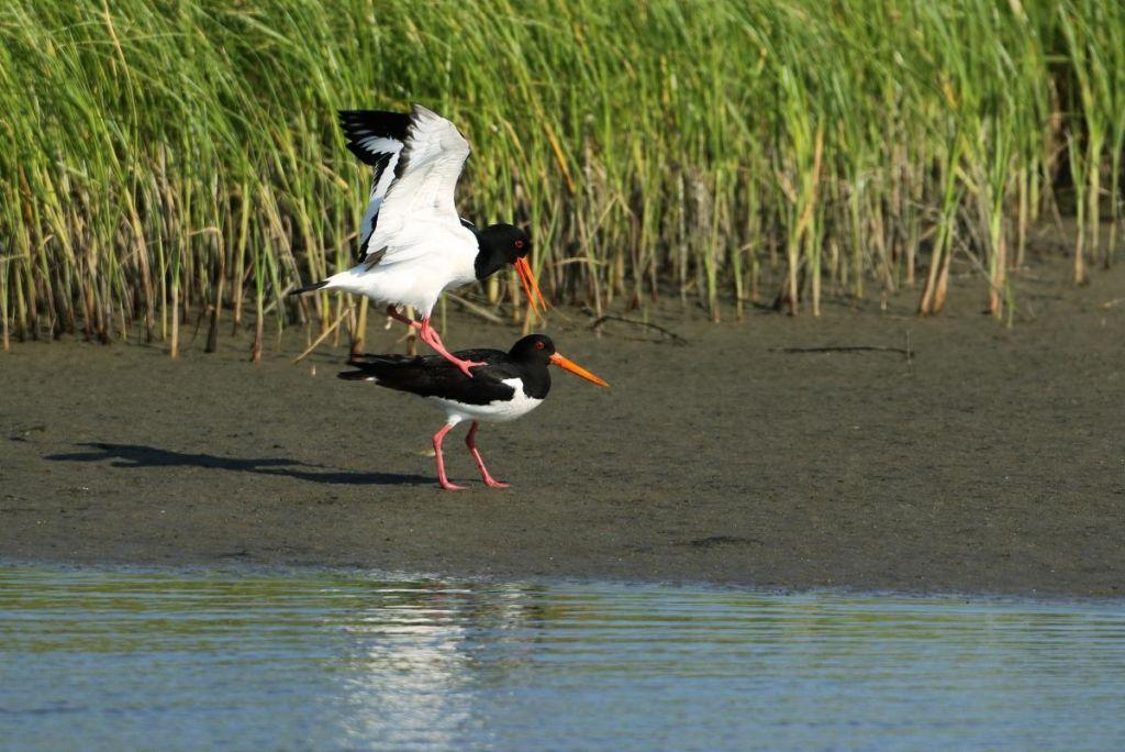 Εβρος : Γιατί τοποθέτησαν αισθητήρες εδάφους στο Δέλτα