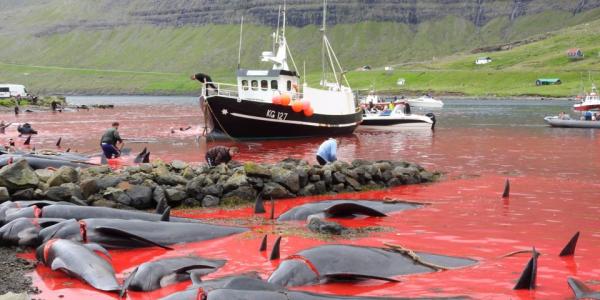 Φρίκη: Κόκκινη βάφτηκε η θάλασσα από τη σφαγή εκατοντάδων φαλαινών στα Νησιά Φερόε