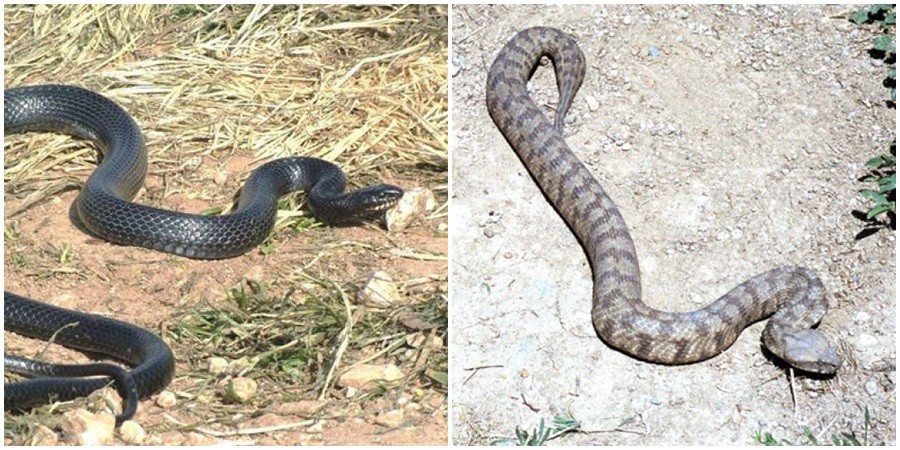 Σπάνια εικόνα : Μαύρο φίδι καταβροχθίζει οχιά