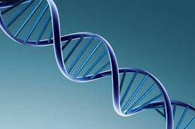 DNA: Οι αλυσίδες του, ο αδύναμος κρίκος και τα SOS για τους ανθρώπους