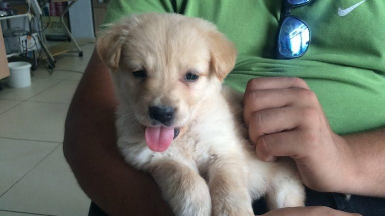 Ηράκλειο : Πέταξαν πέντε ζωντανά κουταβάκια σε γκρεμό (εικόνες)