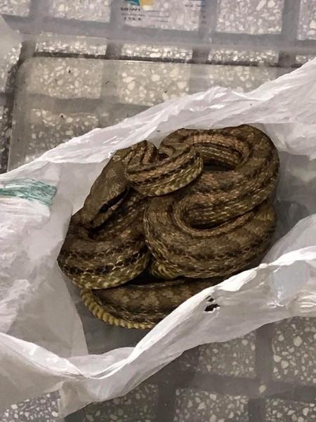 Φίδι προκάλεσε αναστάτωση στη Θεσσαλονίκη