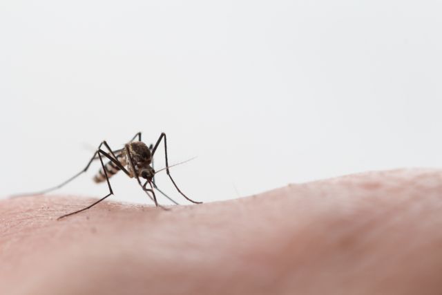 Προφυλαχθείτε από τα κουνούπια και από τον ιό του Δυτικού Νείλου