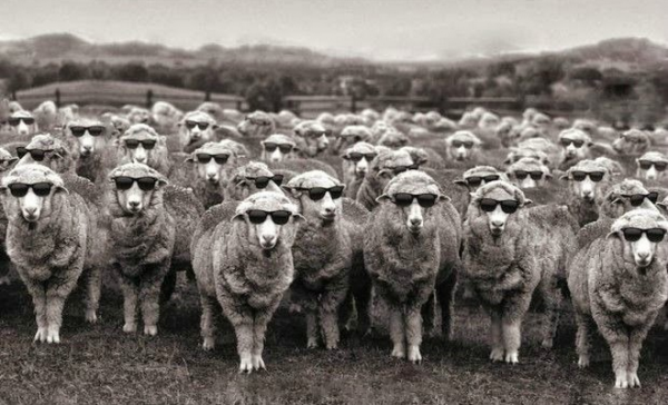 Οι ψηφοφόροι δεν είναι χαζοί, και σίγουρα δεν είναι πρόβατα