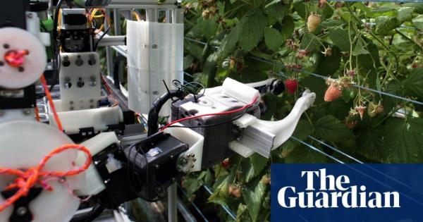 Ρομπότ μαζεύει 25.000 σμέουρα τη μέρα