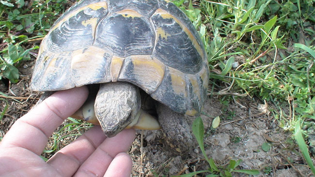 Κρήτη : Η χελώνα Τερέζα αποδείχτηκε δραστήριο… αρσενικό