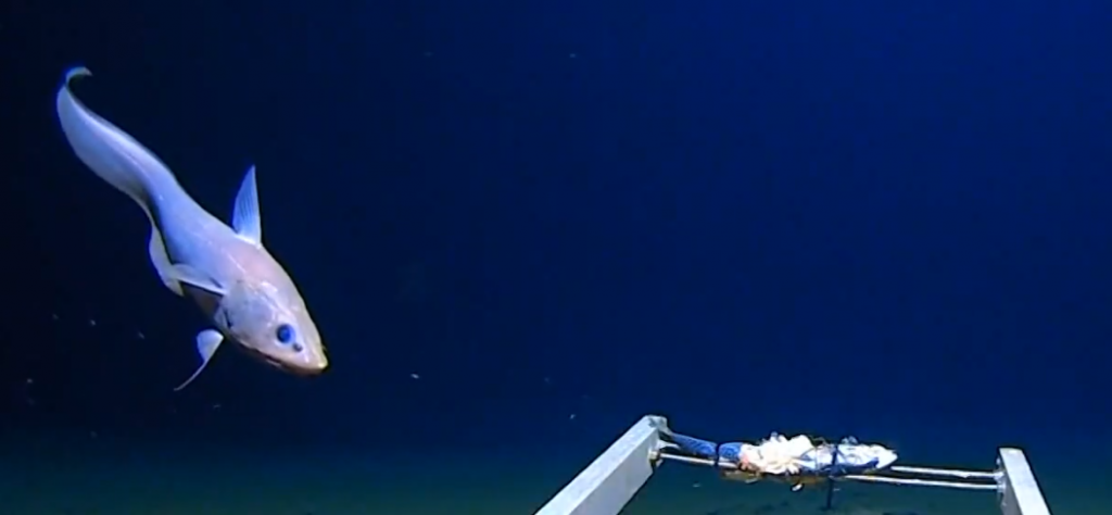 One Channel : Βρέθηκαν πλαστικά στο βαθύτερο σημείο των ωκεανών