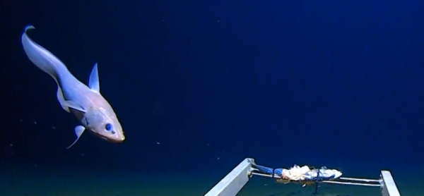 One Channel : Βρέθηκαν πλαστικά στο βαθύτερο σημείο των ωκεανών