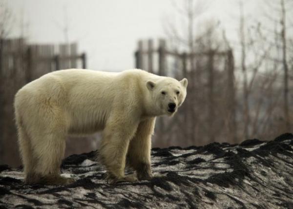 One Channel: Η εξουθενωμένη πολική αρκούδα που σόκαρε τον κόσμο