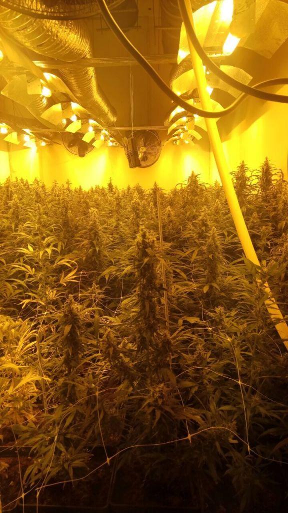 Εντοπίστηκε εργαστήριο υδροπονικής καλλιέργειας δενδρυλλίων κάνναβης