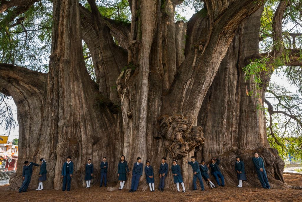 Τα περίεργα: Αυτά είναι τα γηραιότερα δέντρα του κόσμου