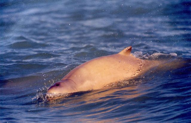 Εντόπισαν νεκρό δελφίνι στη Μαρίνα Ζέας
