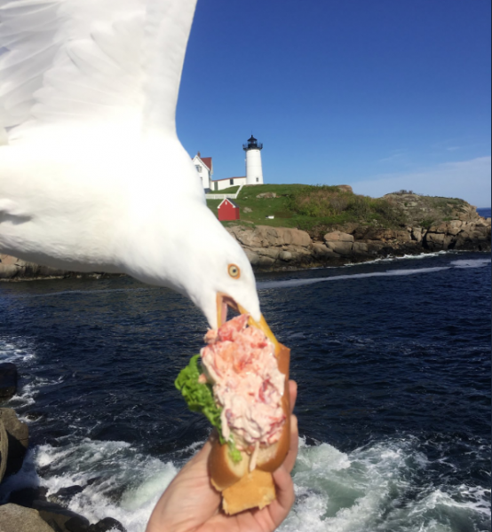 Η φωτογραφία με τον γλάρο που έγινε viral για τον λάθος λόγο