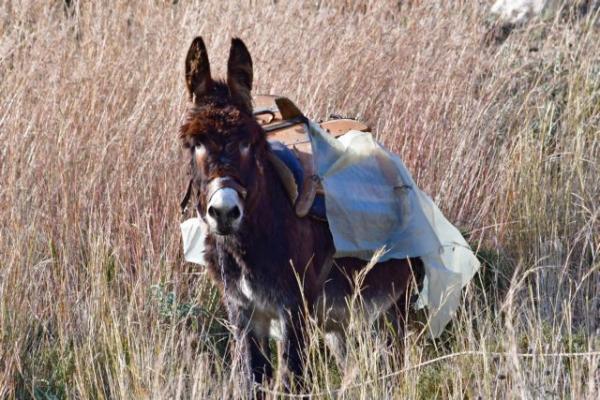 Βόλος: Δωδεκάμηνη φυλάκιση σε 55χρονο για κακοποίηση γαϊδάρου