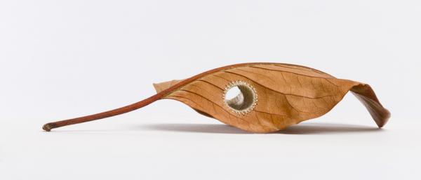 Βελονάκι, σε φύλλα που έχουν πέσει στο έδαφος