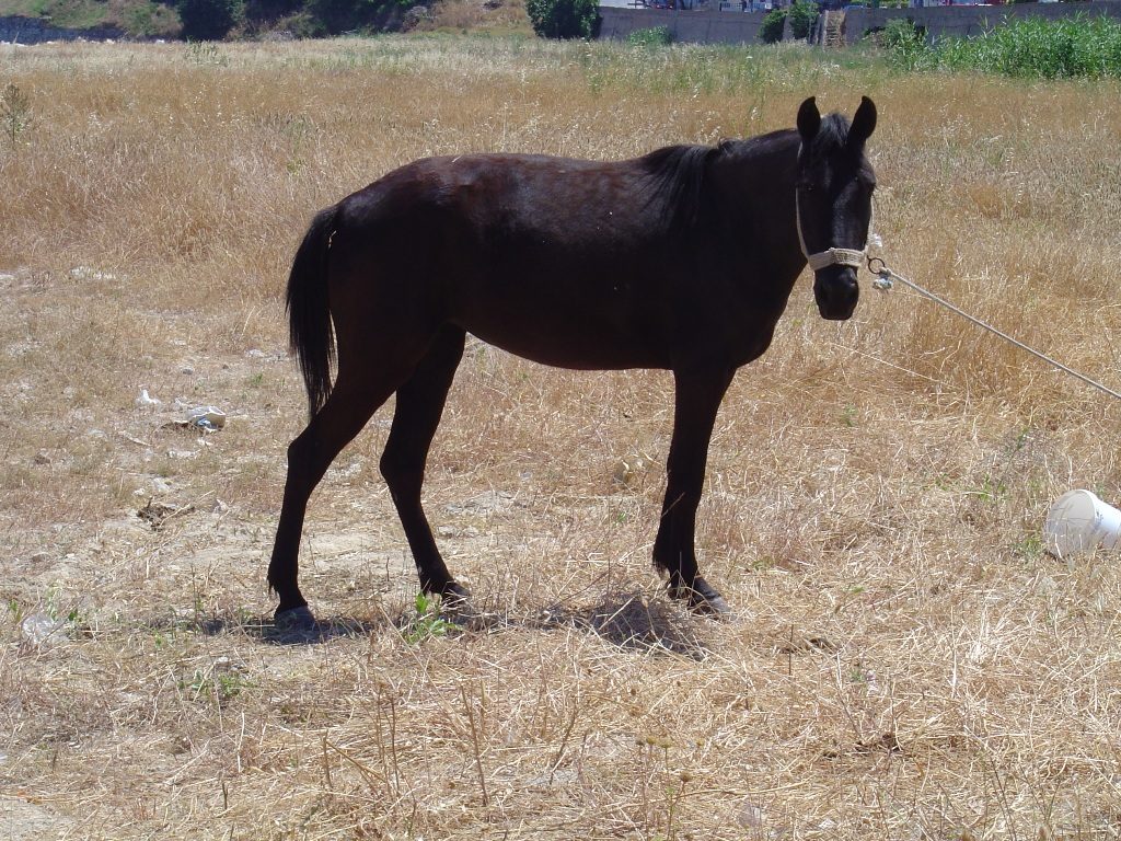 Κρήτη: Άλογο έπεσε σε πηγάδι στη Σητεία