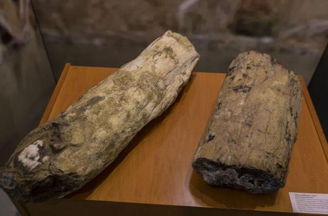 Τουρίστες επιχείρησαν να κλέψουν κορμούς από το  Απολιθωμένο Δάσος Λέσβου [Εικόνες]