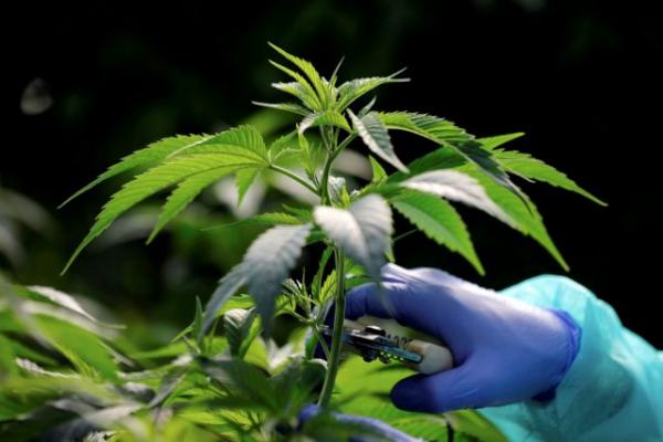 Μεγάλη επιχείρηση της Δίωξης Ναρκωτικών στη Βοιωτία