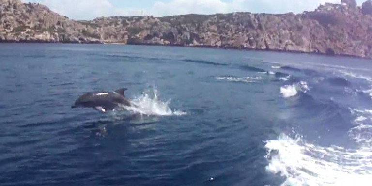 Πενήντα δελφίνια «επισκέφτηκαν» τουρίστες στο Σχίνο Κορινθίας
