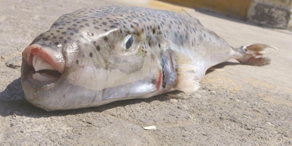 Δηλητηριώδης λαγοκέφαλος δάγκωσε λουόμενο στην Κάρπαθο