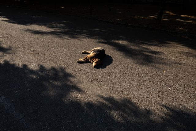 Μυτιλήνη: ΕΔΕ για τη διαχείριση περιστατικού τραυματισμού σκύλου