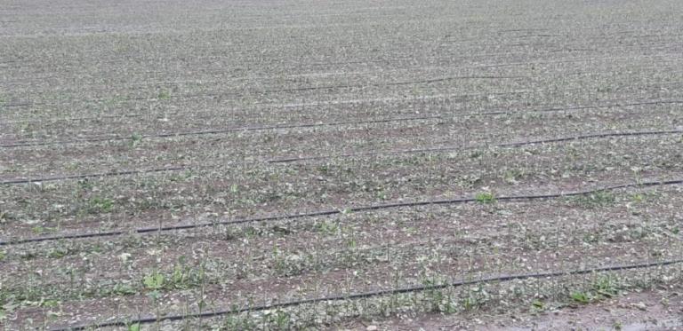 Χαλάζι σε μέγεθος κερασιού κατέστρεψε καλλιέργειες στα Φάρσαλα