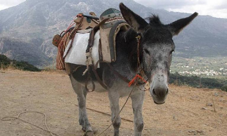 Βόλος: Ποινική δίωξη για κακοποίηση σε γαϊδούρι – «Έτσι κάνουμε και στους ανθρώπους»