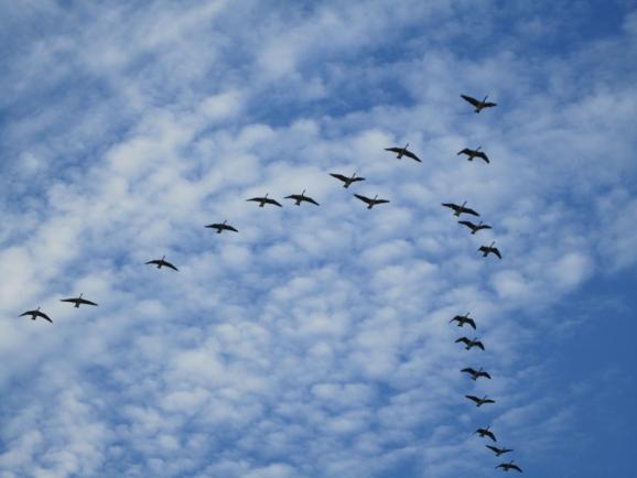 Τα περίεργα: Γιατί τα σμήνη πουλιών πετούν σε σχηματισμό V;