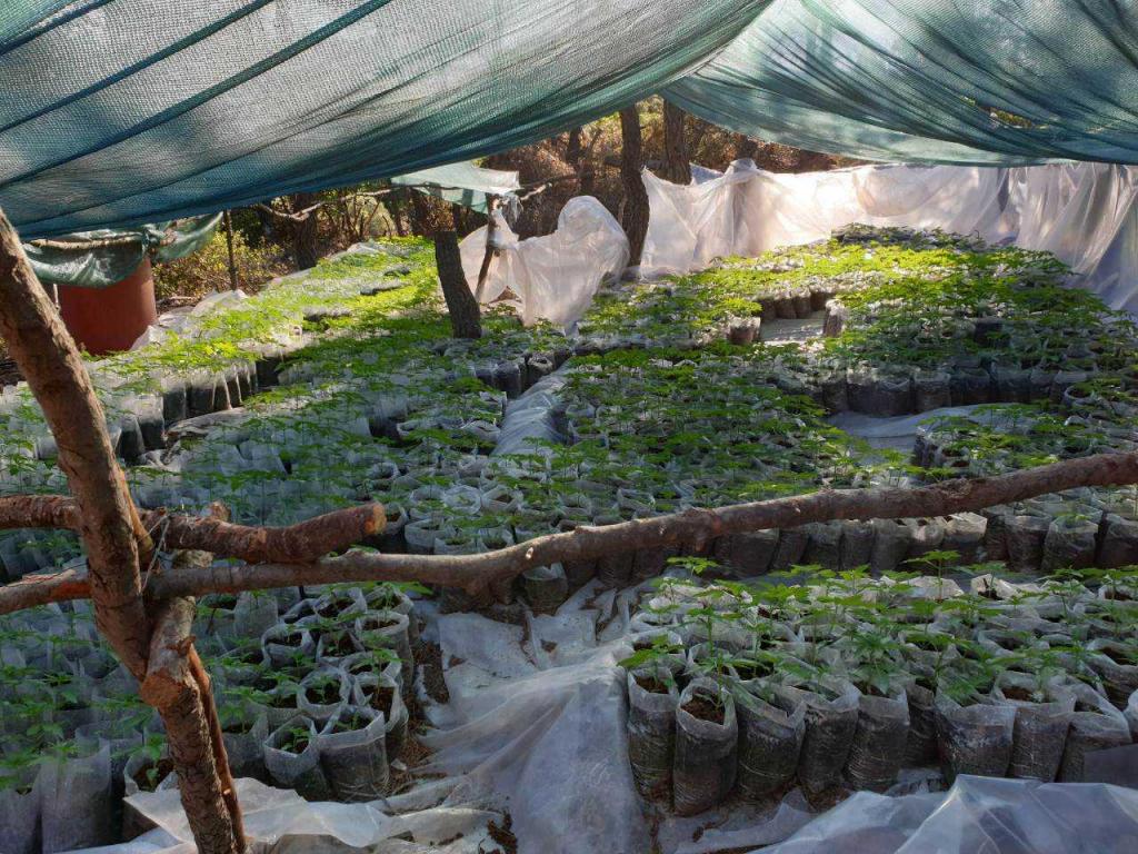 Φυτεία – μαμούθ με 10 χιλιάδες δενδρύλλια κάνναβης εντόπισε η ΕΛ.ΑΣ. στη Βοιωτία
