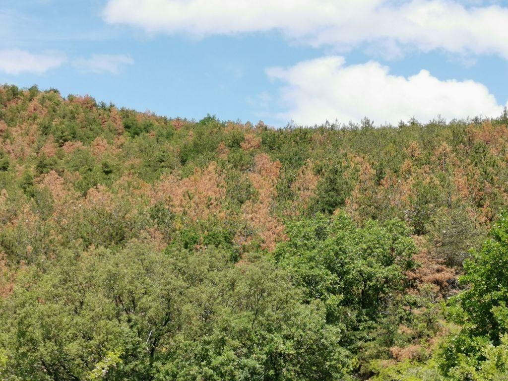 Έντομο-δολοφόνος για τις δασικές εκτάσεις του Κιλκίς