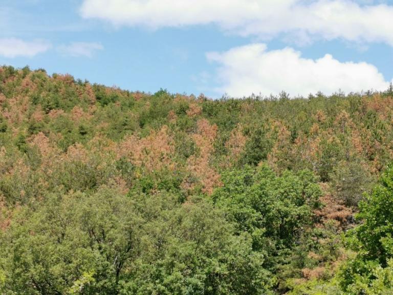 Έντομο-δολοφόνος για τις δασικές εκτάσεις του Κιλκίς