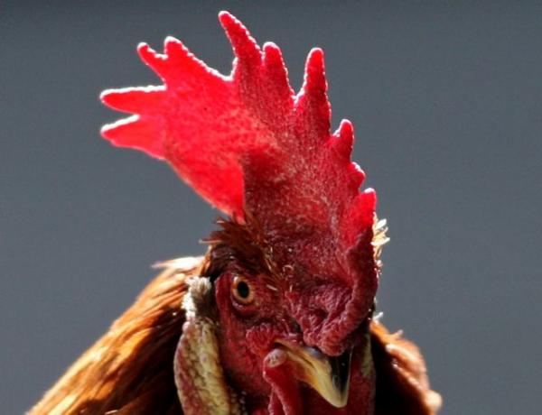 Ζευγάρι ηλικιωμένων μήνυσε κόκορα στη Γαλλία