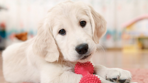 Γιατί τα σκυλιά κλέβουν την καρδιά των ανθρώπων με το βλέμμα τους;