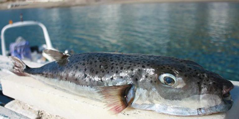 Απίστευτο: Στην Κρήτη μαγειρεύουν και τρώνε λαγοκέφαλους