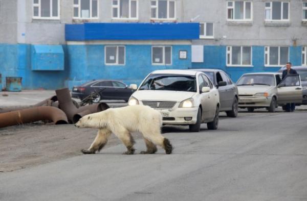 Θλιβερό: Πεινασμένη πολική αρκούδα σε πόλη της Σιβηρίας