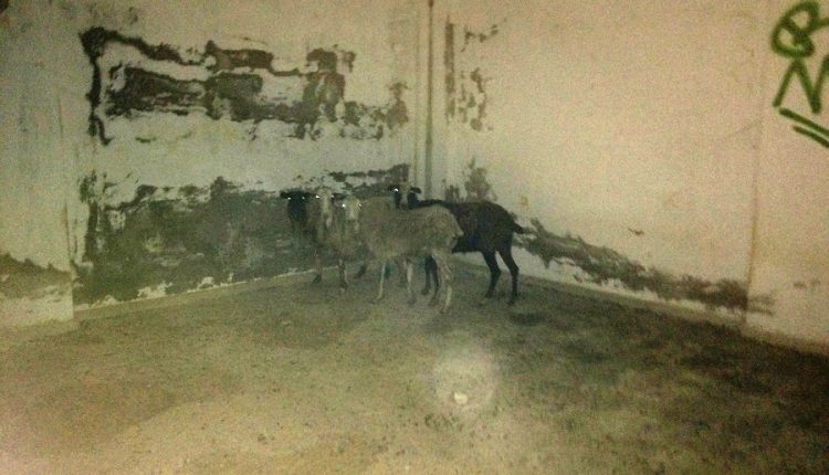 Ηράκλειο: Ανατριχίλα από τις εικόνες νεκρών ζώων στη Χερσόνησο