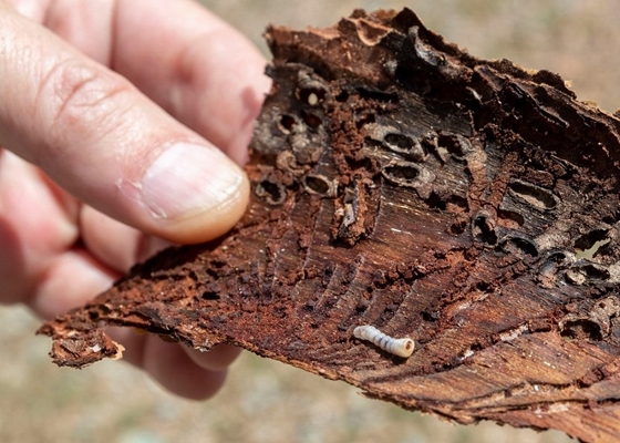 Το έντομο-φονιάς των πεύκων απειλεί τώρα τη Σαμοθράκη