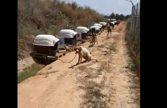Βίντεο-σοκ: Σκυλιά αλυσοδεμένα εν μέσω καύσωνα στη Σπάρτη