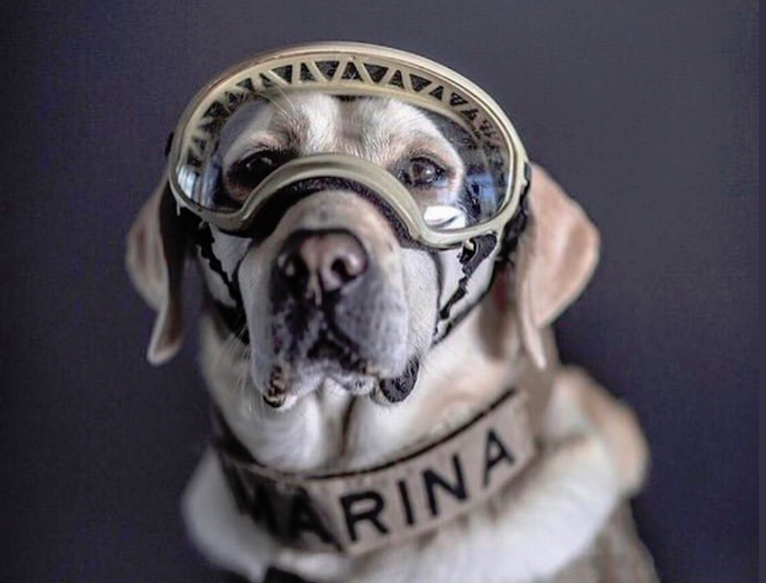 Συνταξιοδότηση για την Φρίντα το λαμπραντόρ διάσωσης