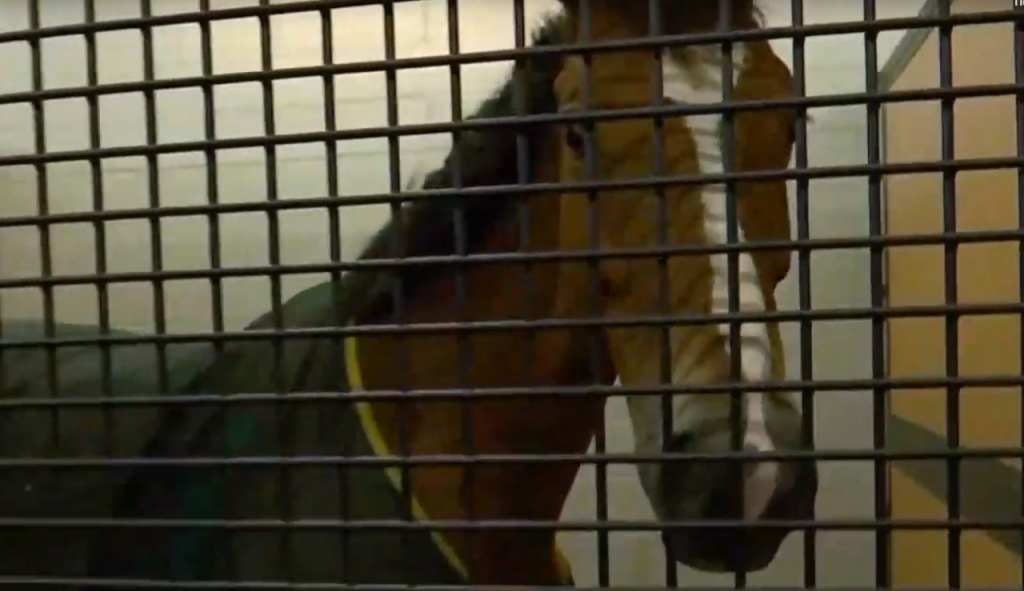 Του κόσμου τα περίεργα: Αεροδρόμιο για… ζώα και καφές για Γκίνες