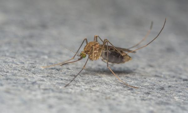 Ο ιός του Δυτικού Νείλου «ξαναχτυπά» – Τα πρώτα περιστατικά στη χώρα μας